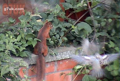 A red squirrel in the garden
