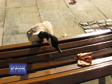 Persistent goose at Castlefield, Manchester