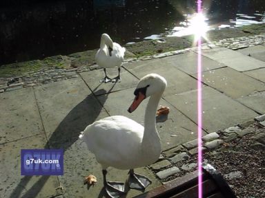 Swans at Castlefield, Manchester