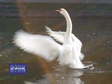 Swans at Castlefield, Manchester