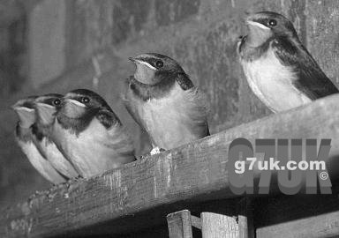 Swallows just after leaving the nest