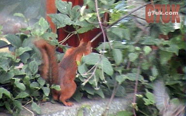 A red squirrel in the garden