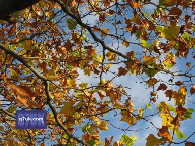 Autumn leaves at Castlefield, Manchester