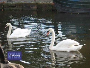 Swans at Castlefield, Manchester