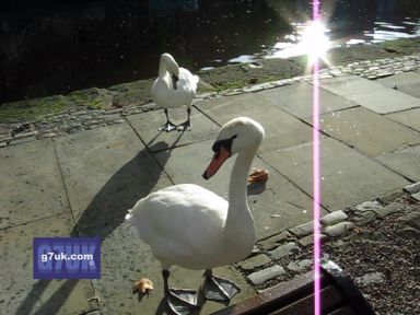Swans at Castlefield, Manchester