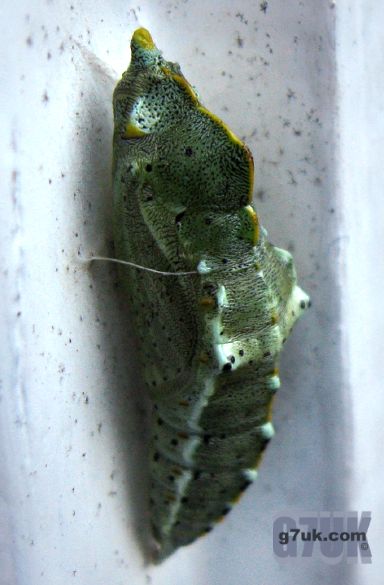 Crysylis of the Large White (Cabbage) butterfly