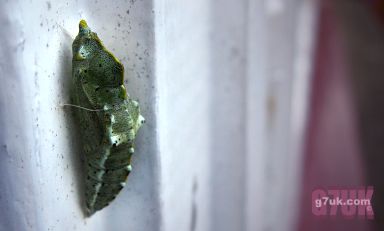 Crysylis of the Large White (Cabbage) butterfly