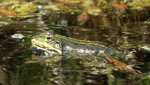 Frog in pond.