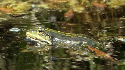 Frog in pond.